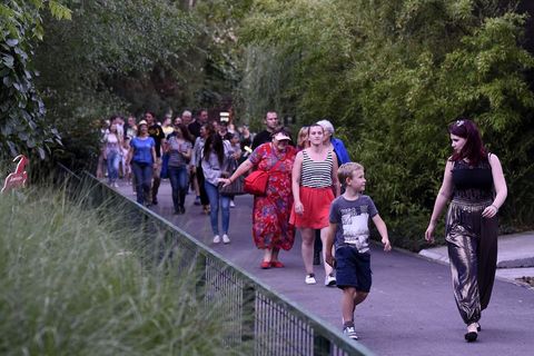 TA DIVNA STVORENJA: Kad se projekcija sakrije u ZOO vrt