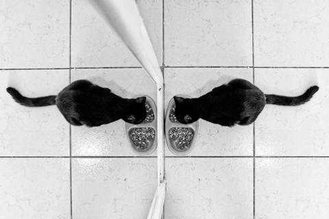 Svakodnevica Dženata Drekovića