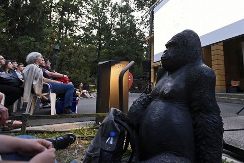 TA DIVNA STVORENJA: Kad se projekcija sakrije u ZOO vrt