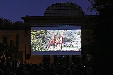 TA DIVNA STVORENJA: Kad se projekcija sakrije u ZOO vrt