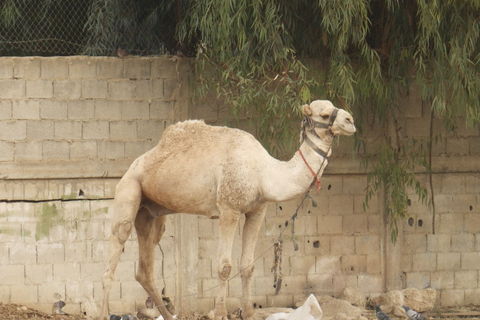 Parking za deve u Jerihonu, najstarijem gradu na svijetu