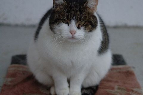 ISPRED LUPIGINOG OBJEKTIVA: Naši fotoreporteri vama za podršku