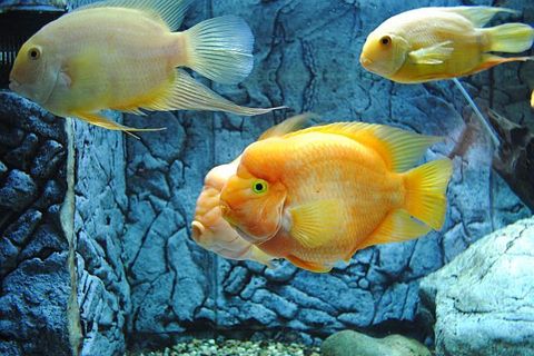 ISPRED LUPIGINOG OBJEKTIVA: Naši fotoreporteri vama za podršku